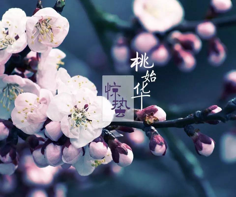 惊蛰| 春雷响,万物长,春始桃花开